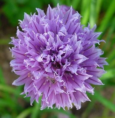 Chives